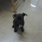 es mi cachorrita Blacky se la regalaron a mi peque por  su cumple